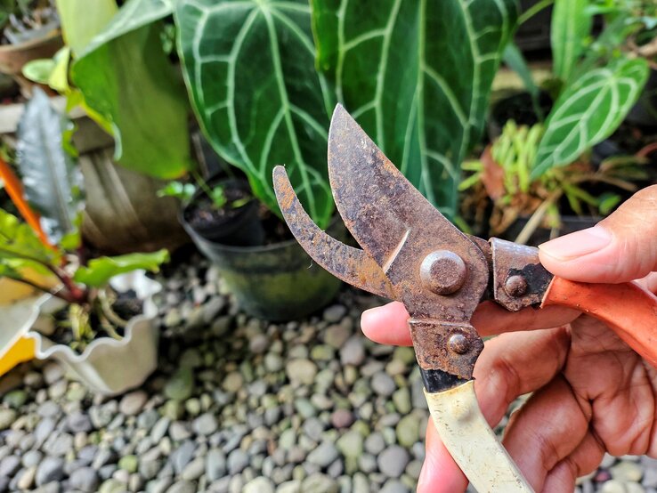 Eine Hand hält eine stark verrostete Gartenschere mit orangeweißem Griff vor großen dunkelgrünen Blättern und Blumentöpfen im Garten.