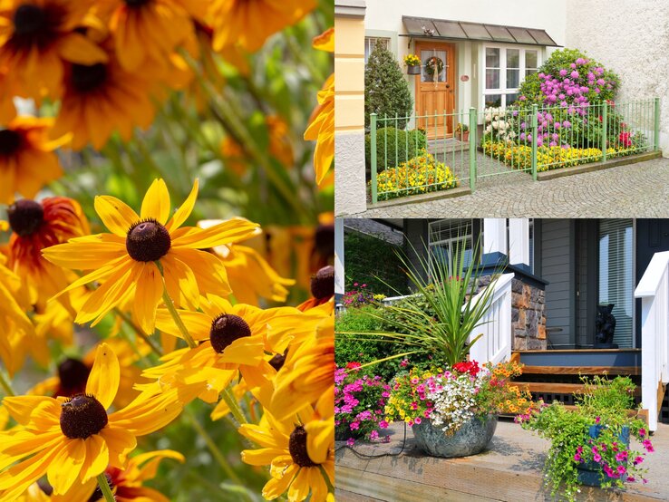Nahaufnahme von gelben Sonnenhut-Blüten mit dunkler Mitte, umgeben von leuchtenden Blüten im Sonnenschein, vor grünem Hintergrund.