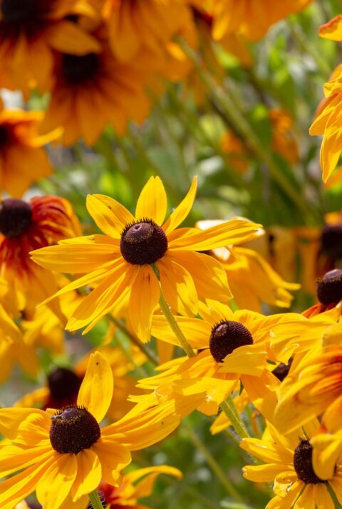 Nahaufnahme von gelben Sonnenhut-Blüten mit dunkler Mitte, umgeben von leuchtenden Blüten im Sonnenschein, vor grünem Hintergrund.