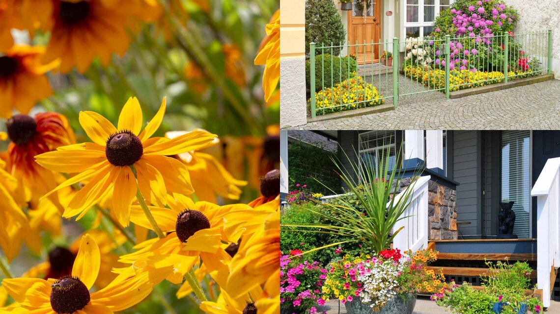 Nahaufnahme von gelben Sonnenhut-Blüten mit dunkler Mitte, umgeben von leuchtenden Blüten im Sonnenschein, vor grünem Hintergrund.