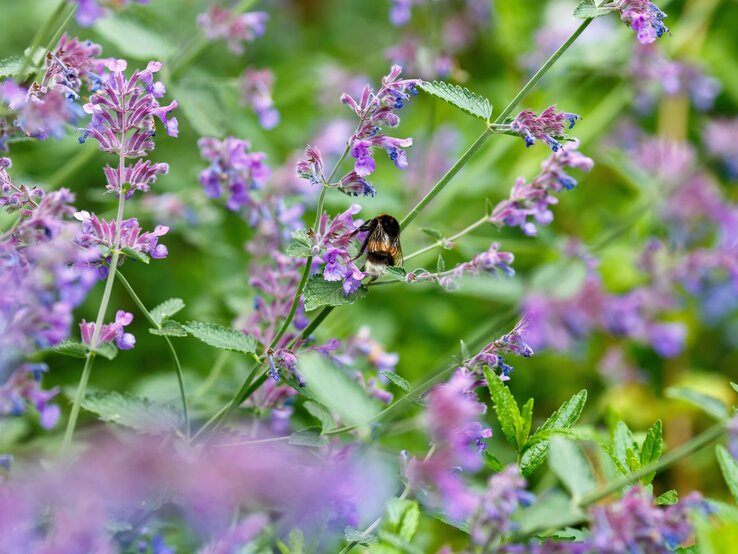 Eine Hummel sitzt still auf einer zarten violettblauen Blüte inmitten eines üppigen, grünen und floralen Sommergartens. | © Shutterstock/Flower_Garden