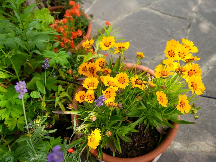 Ein Blumentopf mit leuchtend gelben Blumen, grünem Laub und violettem Lavendel steht auf einer sonnigen Steinplatte. | © Shutterstock/Sandra Alkado
