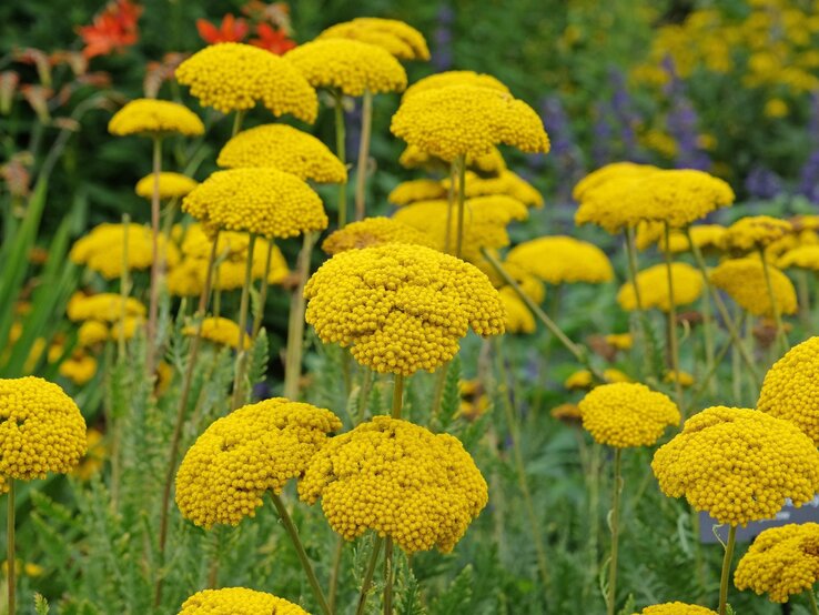 Üppige gelbe Schnittblumen mit kugeligen Blütenköpfen blühen in einem lebhaften Garten vor grünem und buntem Hintergrund. | © Shutterstock/Alex Manders