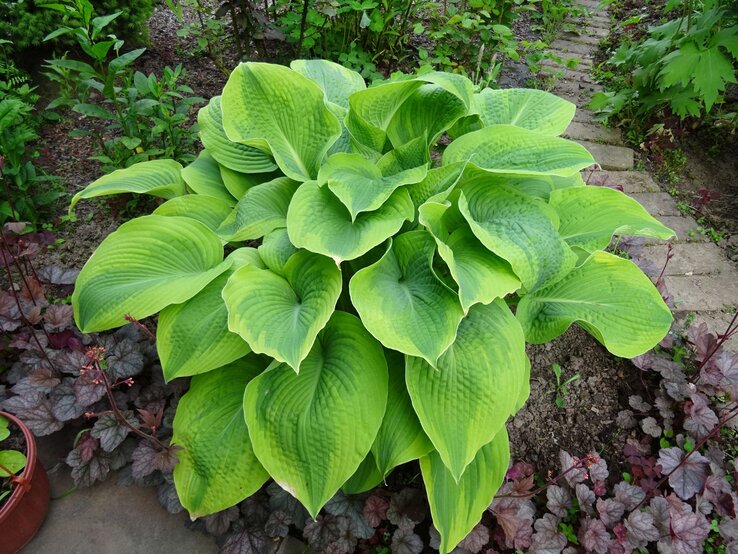 Eine große Hostapflanze mit kräftigen grünen Blättern steht in einem Garten, umgeben von violettem Laub und gepflastertem Weg. | © Shutterstock/Elena D Lisanina