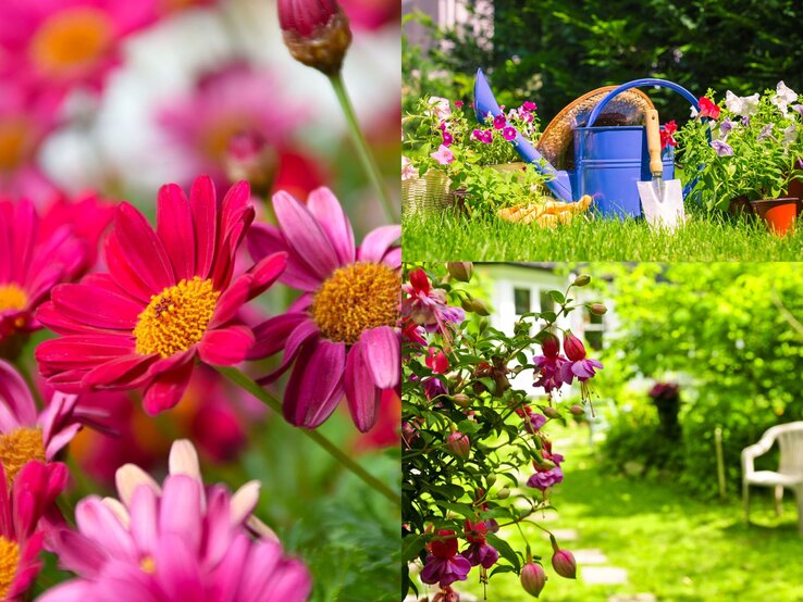 Farbenfrohe Feldblumen in verschiedenen Rosa-Schattierungen, prominent im Bild, umgeben von grünem Laub.
