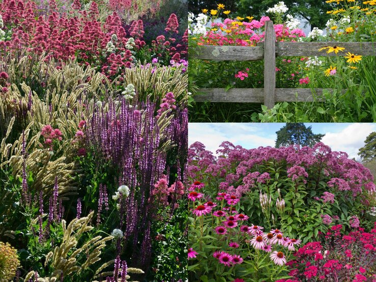 Üppige Blumenwiese mit violetten Salbeistauden, rosa Spornblumen und goldgelben Gräsern unter hellem Sonnenlicht.