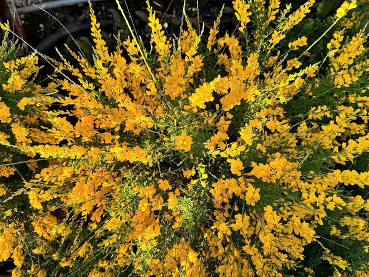 Ein dichtes Gestrüpp aus leuchtend gelben Blüten in strahlendem Sonnenlicht, umgeben von grünem Laub mit dunklem Erduntergrund. | © Shutterstock/topimages