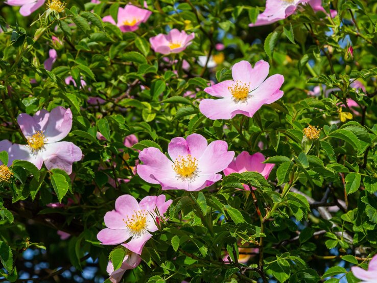Zarte rosa Blüten mit gelben Staubgefäßen an einem Strauch, umgeben von glänzend grünem Laub unter klarem Himmel. | © Shutterstock/olko1975