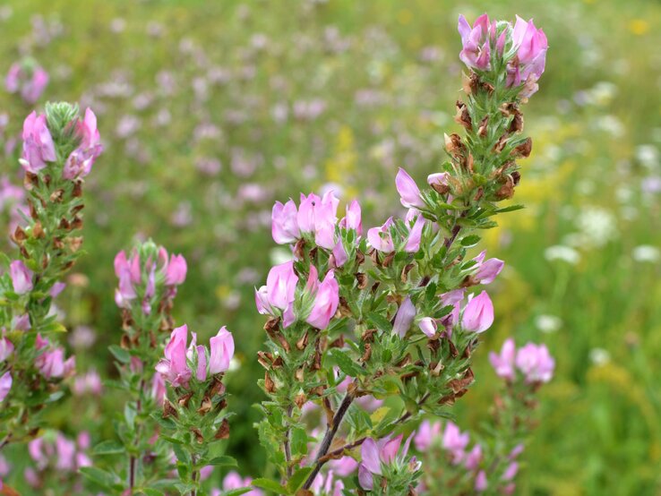 Nahaufnahme von zarten rosa Blüten an wildem Grün, eingebettet in eine unscharfe Wiesenlandschaft. | © Shutterstock/Orest lyzhechka