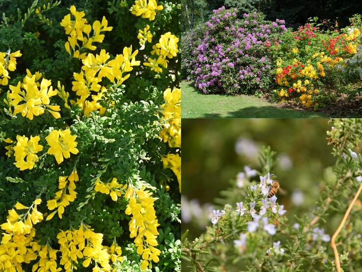 Strauch mit intensiv gelben Blüten, umrahmt von sattgrünem Blattwerk unter hellem Sonnenlicht.