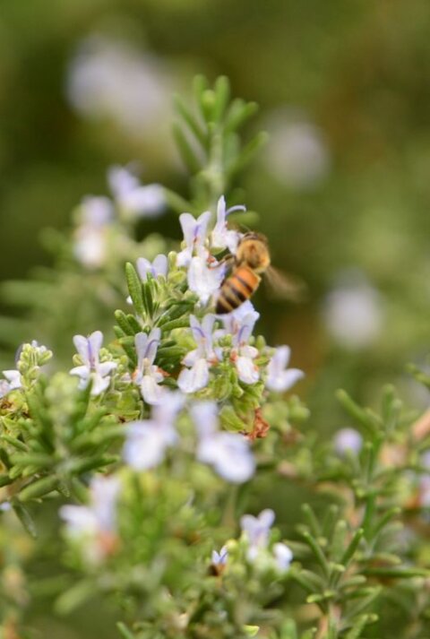 Strauch mit intensiv gelben Blüten, umrahmt von sattgrünem Blattwerk unter hellem Sonnenlicht.