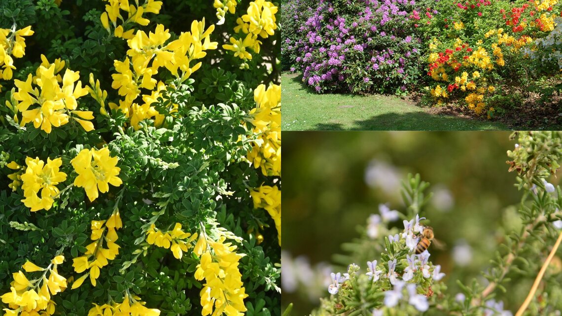 Strauch mit intensiv gelben Blüten, umrahmt von sattgrünem Blattwerk unter hellem Sonnenlicht.
