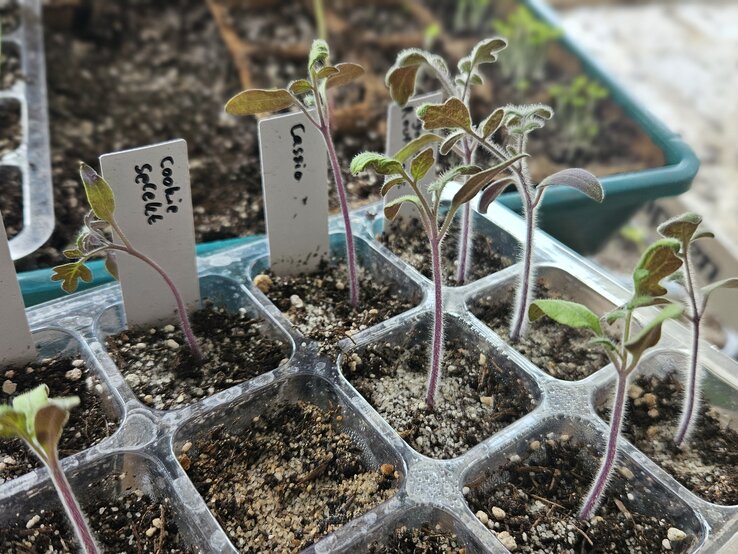 Tomatenjungpflanzen in einem kleinen Anzuchtgewächshaus aus durchsichtigen Plastik.