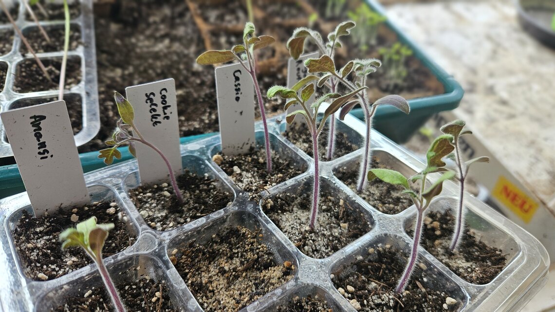 Tomatenjungpflanzen in einem kleinen Anzuchtgewächshaus aus durchsichtigen Plastik.