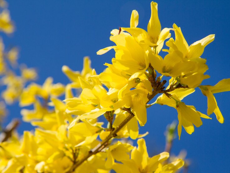 Leuchtend gelbe Forsythienblüten öffnen sich dicht gedrängt an einem Zweig vor klarem, tiefblauem Himmel im warmen Frühlingslicht.