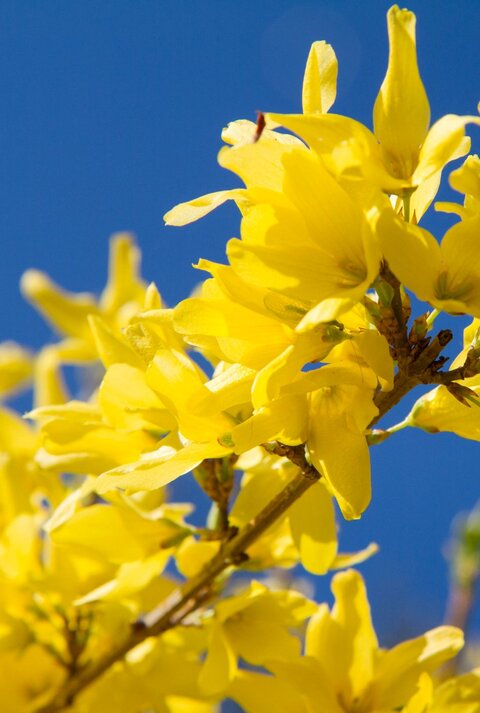 Leuchtend gelbe Forsythienblüten öffnen sich dicht gedrängt an einem Zweig vor klarem, tiefblauem Himmel im warmen Frühlingslicht.