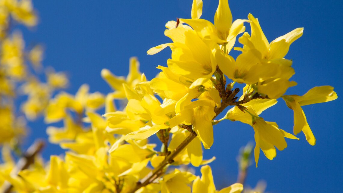 Leuchtend gelbe Forsythienblüten öffnen sich dicht gedrängt an einem Zweig vor klarem, tiefblauem Himmel im warmen Frühlingslicht.