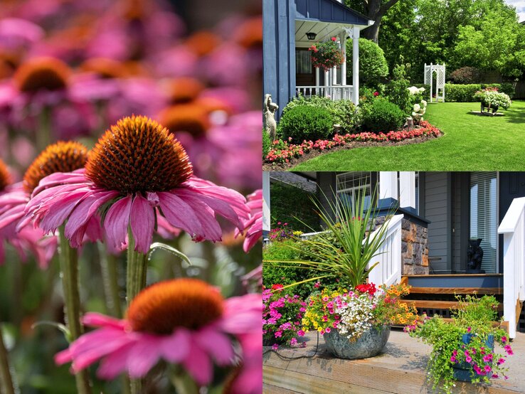 Nahaufnahme von rosa Sonnenhutblüten mit orangebraunen Köpfen, darunter scharfe Details, Hintergrund unscharf und voller blühender Blumen.