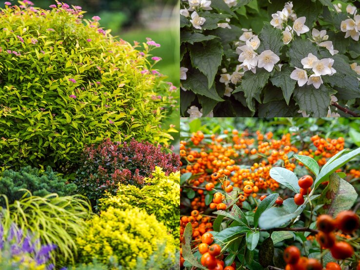 Ein vielseitiges Blumenbeet mit gelben, roten und grünen Sträuchern, darunter eine blühende Spierstrauch-Kugel mit rosa Akzenten.