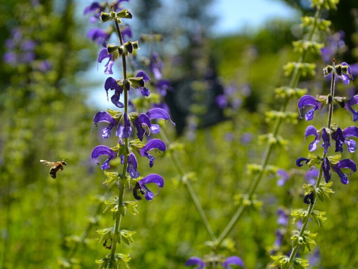 Eine Biene fliegt zu violetten Salbeiblüten in einer sonnenbeschienenen Wiese mit grünem Hintergrund. | © Shutterstock/PaulSat