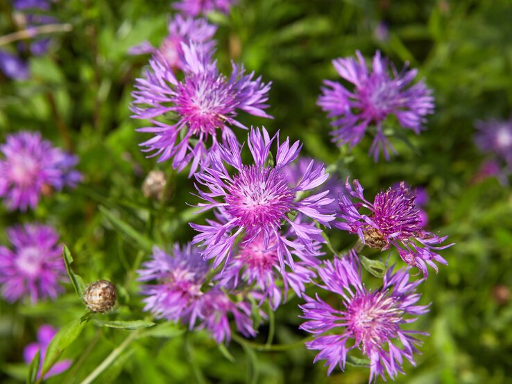 Leuchtend violette Flockenblumen mit filigranen Blüten wachsen in einem grünen, sommerlichen Garten. | © Shutterstock/Grigvovan