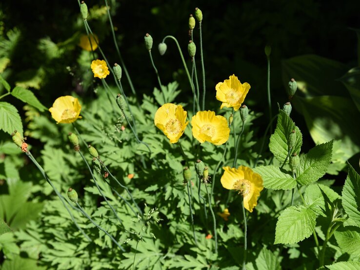 Sonnig leuchtende gelbe Blumen mit filigranen Stängeln, umgeben von üppigen grünen Blättern und Schatten im Garten. | © Shutterstock/photoPOU