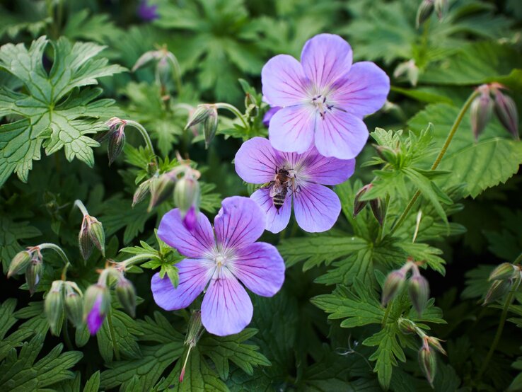 Eine Biene sammelt Nektar auf violetten, zart geäderten Blüten, eingerahmt von grünen Blättern und geschlossenen Knospen. | © Shutterstock/zossia