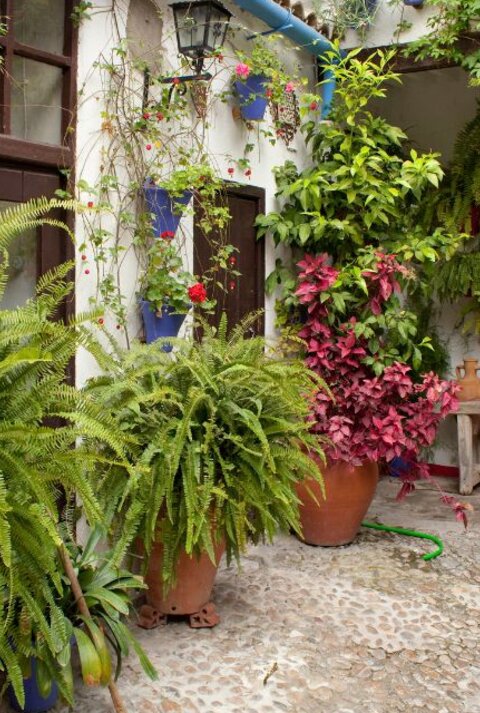 Mediterraner Innenhof mit üppigen Farnen, blühenden Pflanzen und Keramiktöpfen auf Natursteinboden.