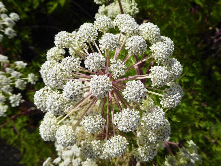 Nahaufnahme einer großen, kugelförmigen Dolde aus kleinen weißen Blüten mit zarten, rosa und grünen Stängeln. | © Shutterstock/Cyanid