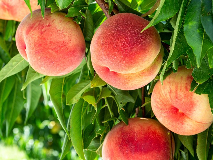 Pfirsiche an einem Baum, der in der Sonne steht