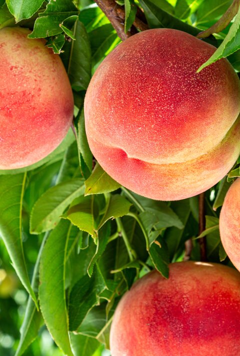 Pfirsiche an einem Baum, der in der Sonne steht