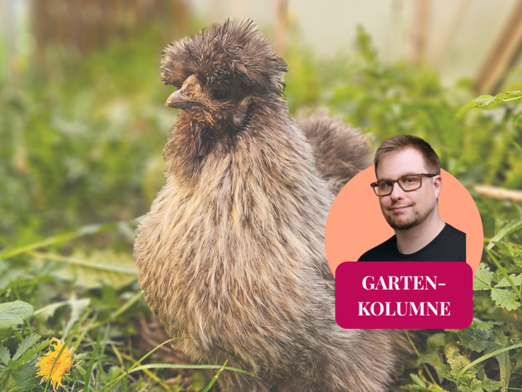 Ein dunkles Seidenhuhn auf einer Wiese mit dem Kolumnen-Symbol