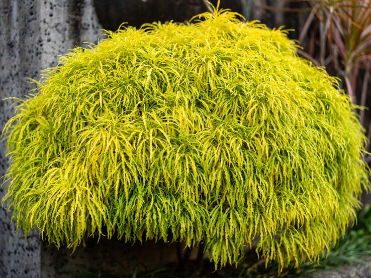 Ein Fächerahorn (Acer palmatum) im Garten mit feinen hellgrünen Blättern. 