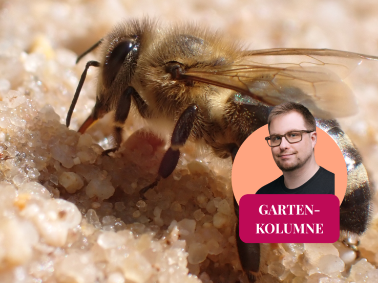 Die Nahaufnahme einer Carnica-Honigbiene mit einem Kolumnen-Logo.