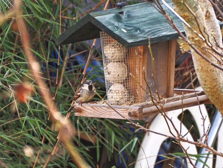 Ein Haussperling auf einer Futterstelle vor einer Bambushecke. | © Mattias Nemeth