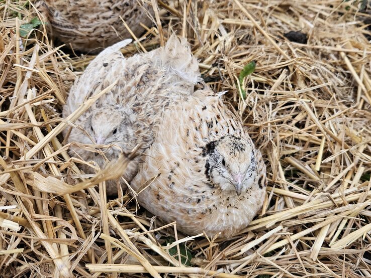 Zwei japanische Legewachteln im Stroh.  | © Mattias Nemeth