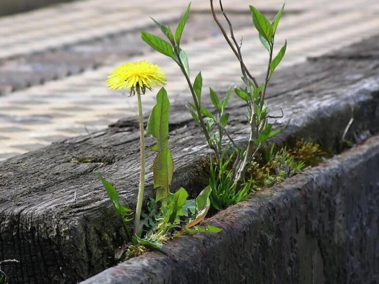 Löwenzahn in einer Fuge zwischen einem Holzbalken und einer Mauer aus Stein. 