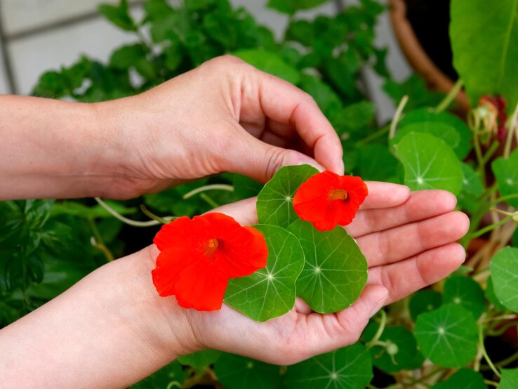Frau hält zwei Blüten von Kapuzinerkresse in den Händen. 
