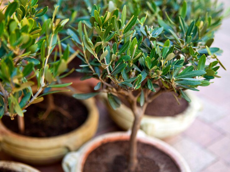 Mehrere kleine Olivenbäume im Topf mit dem Kamerafokus auf den Baumkronen. 
