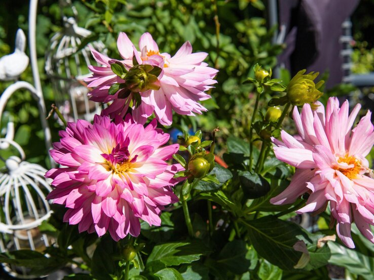 Rosa Dahlien im Garten. 