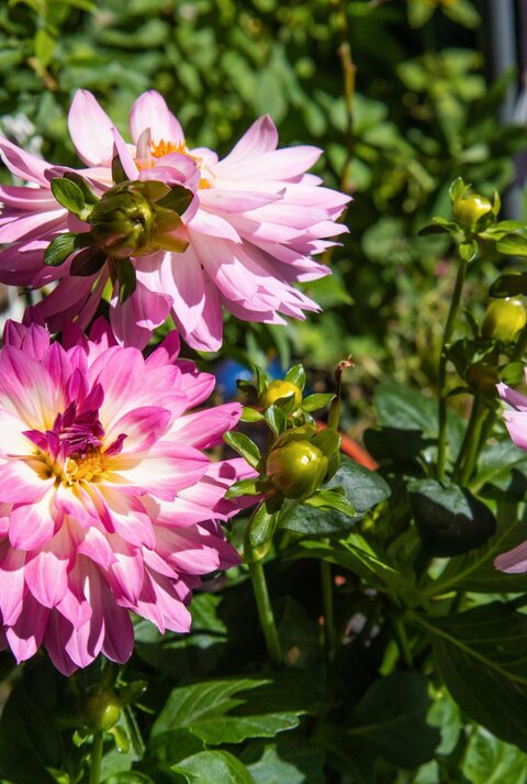 Rosa Dahlien im Garten. 