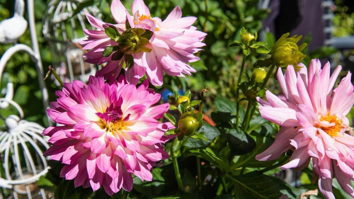 Rosa Dahlien im Garten. 