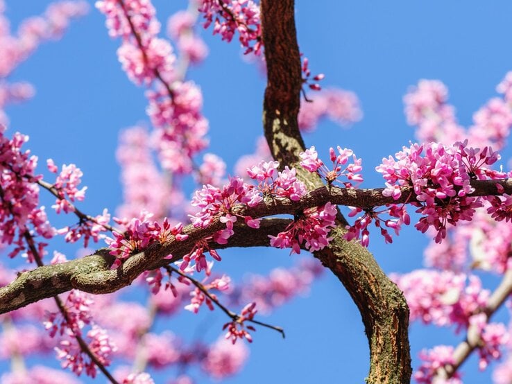 Rosa Blüten an den Ästen des Judasbaums. 