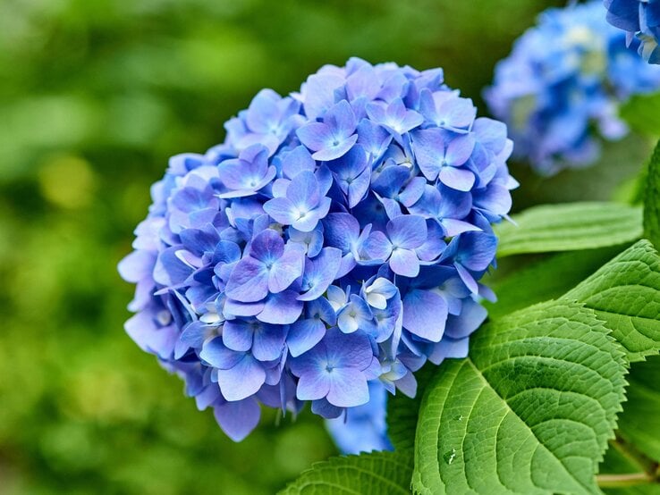 Blaue Blüte einer Hortensie. 