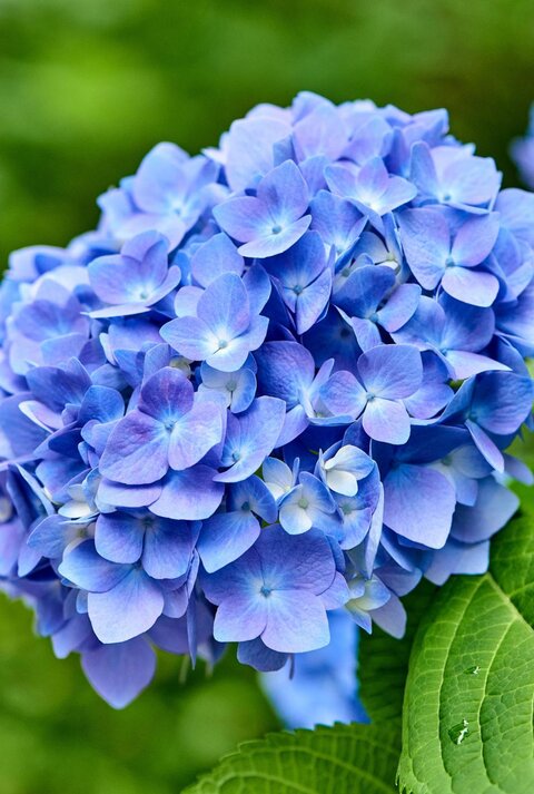 Blaue Blüte einer Hortensie. 