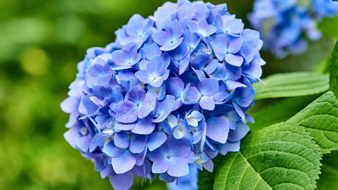 Blaue Blüte einer Hortensie. 