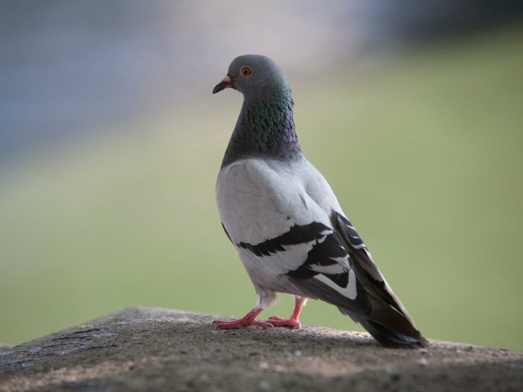 Das Bild zeigt eine erwachsene Taube, die auf einem Betonvorsprung steht. Der Hintergrund ist unscharf, betont aber die natürliche Umgebung. Die Taube ist hauptsächlich grau mit einem auffälligen grün-violetten Schimmer um den Hals und hat die für Stadttauben typischen weißen und schwarzen Farbmarkierungen am Körper. Die roten Füße der Taube heben sich deutlich von dem grauen Untergrund ab. Sie blickt seitlich, was dem Betrachter einen guten Blick auf das Profil ihres Kopfes ermöglicht.