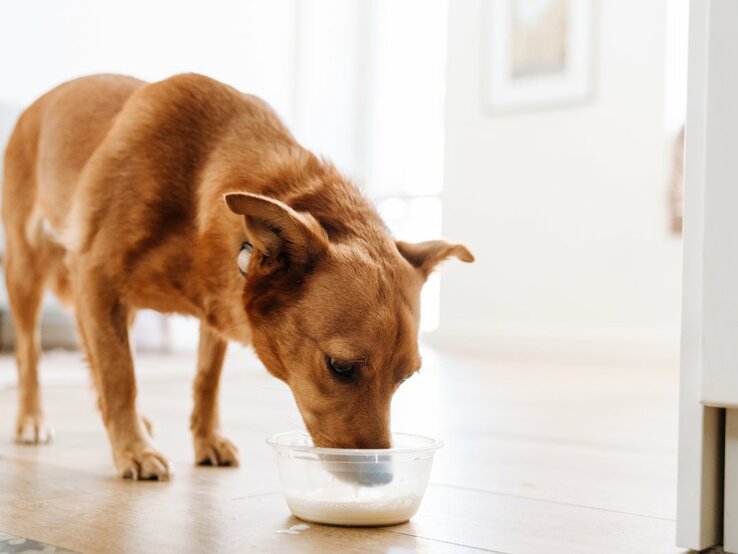 as Bild zeigt einen mittelgroßen, rotbraunen Hund, der aus einer durchsichtigen Schüssel auf dem Boden trinkt. Die Szene wirft die Frage auf, ob es für Hunde sicher ist, Milch zu trinken, da einige Hunde Laktose nicht gut vertragen können. Der Hintergrund des Bildes ist hell und unscharf mit neutralen Farben, was den Fokus auf die Handlung des Hundes lenkt.