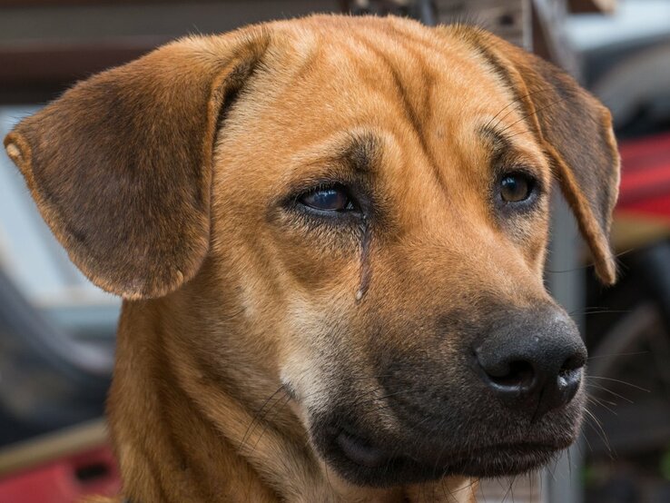 Ein Nahaufnahmebild eines braunen Hundes mit einem traurigen Gesichtsausdruck. Der Hund hat große, ausdrucksstarke Augen mit sichtbaren Tränen, die an den Wangen herunterlaufen. Seine Ohren sind aufmerksam nach vorne gerichtet. Der Hintergrund des Bildes ist unscharf, wodurch der Fokus auf dem Gesichtsausdruck des Hundes liegt.