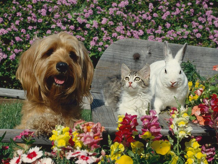 In einem üppig blühenden Garten tollen sitzen ein Hund, eine Katze und ein Hase einmütig nebeneinander
